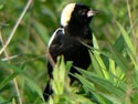 Bobolink