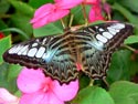NewportButterflyZoo