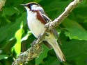 ChestnutSidedWarbler