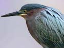 GreenHeron
