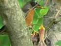 AmericanRobin