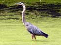 Tri-ColoredHeron?
