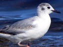 Bonaparte'sGull