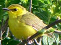 Wilson'sWarbler