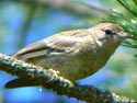 Vireo?